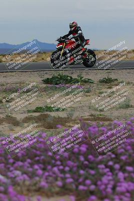 media/Jan-14-2023-SoCal Trackdays (Sat) [[497694156f]]/Turn 14 Exit Bloomig (145pm)/
